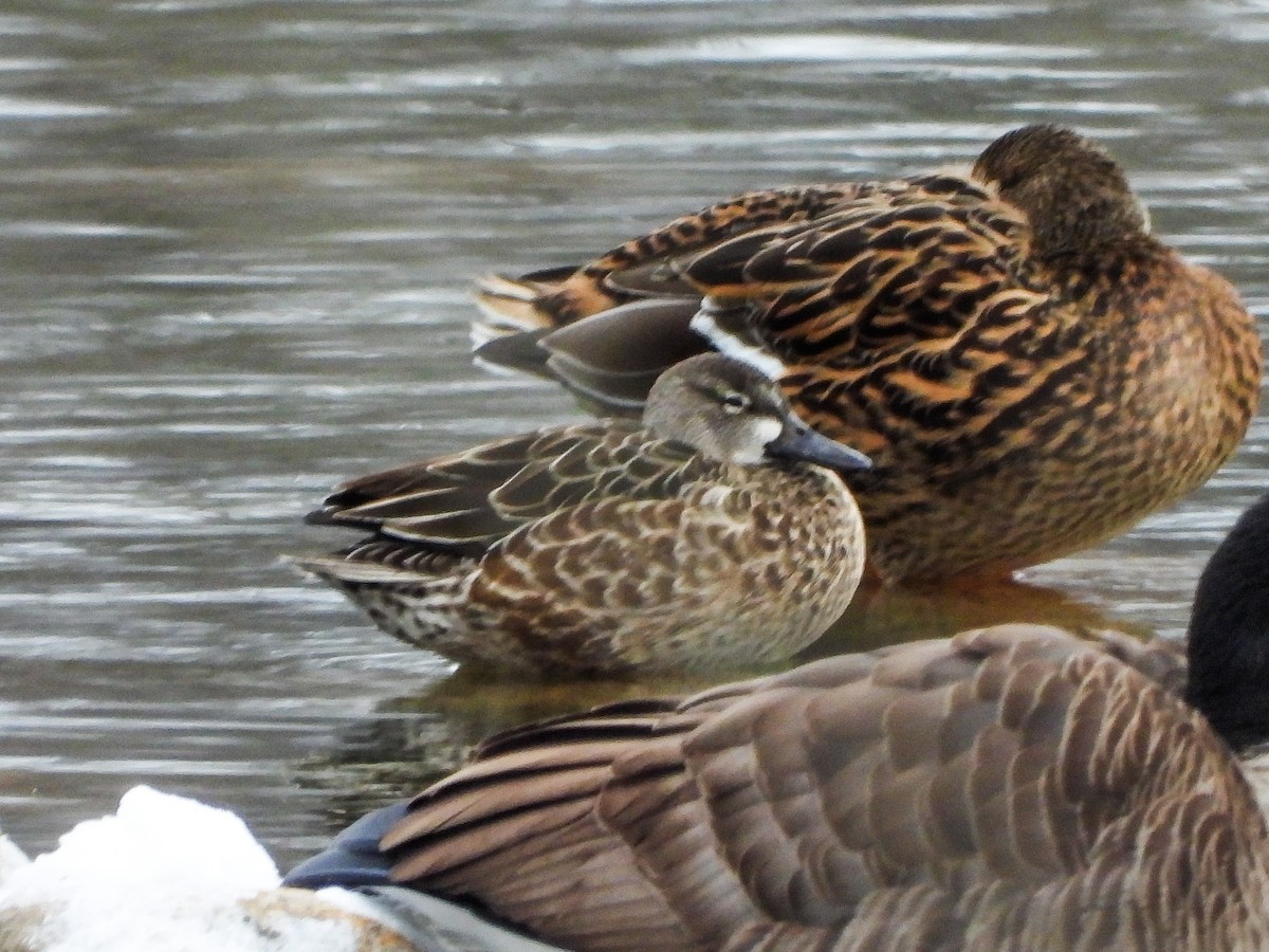 Green-winged Teal - ML646151383