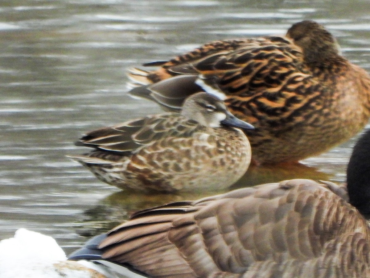 Green-winged Teal - ML646151384