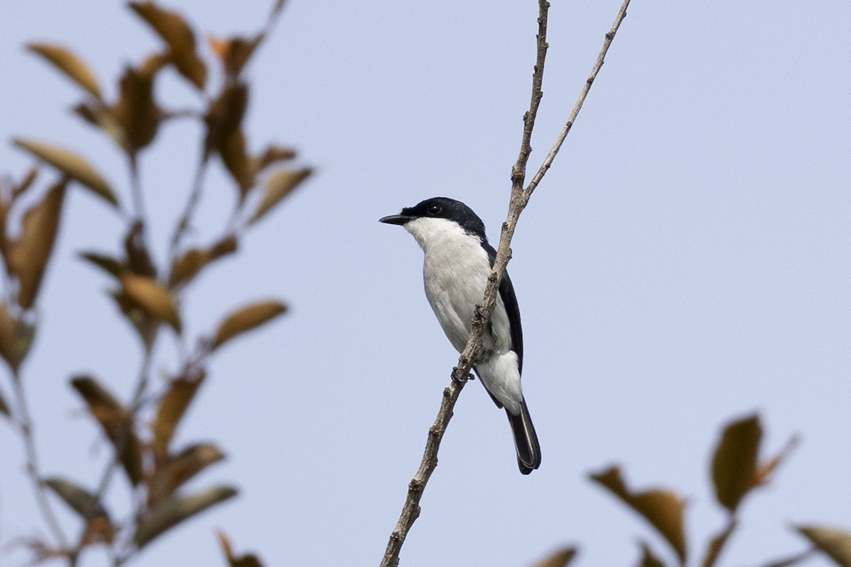 Kara Kanatlı Sinekkapan Vanga - ML646151385