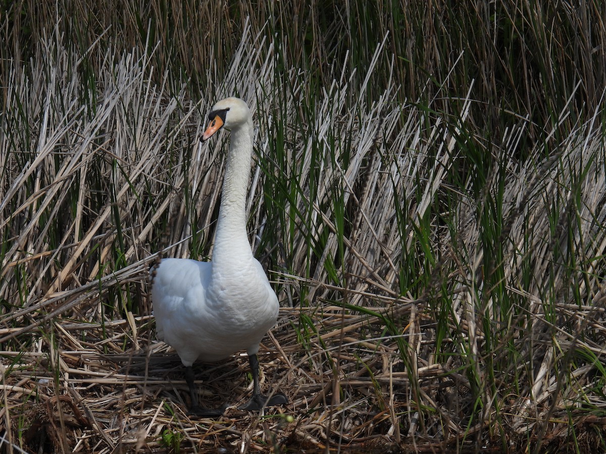 Cigno reale - ML646151386