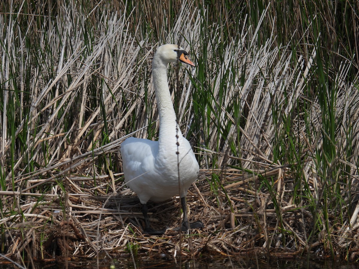 Cigno reale - ML646151388