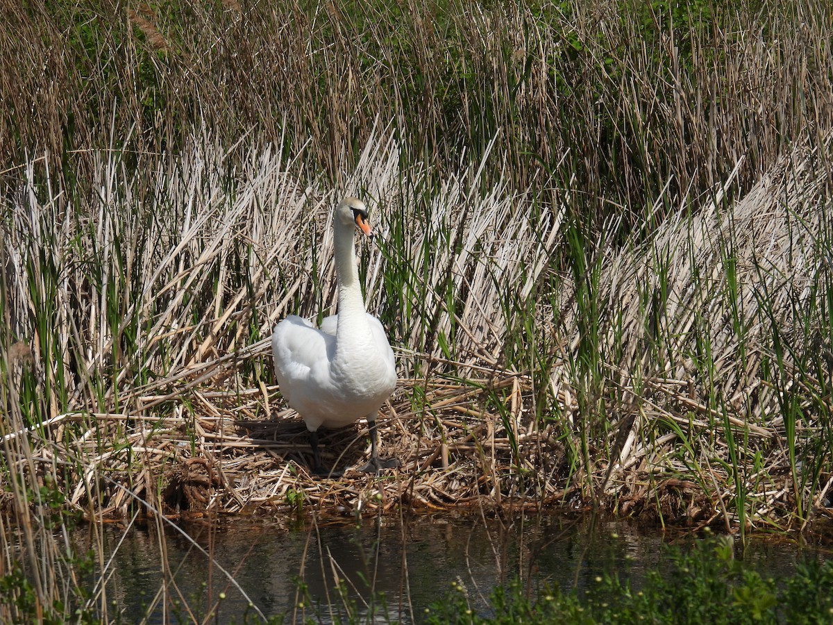 Cigno reale - ML646151389