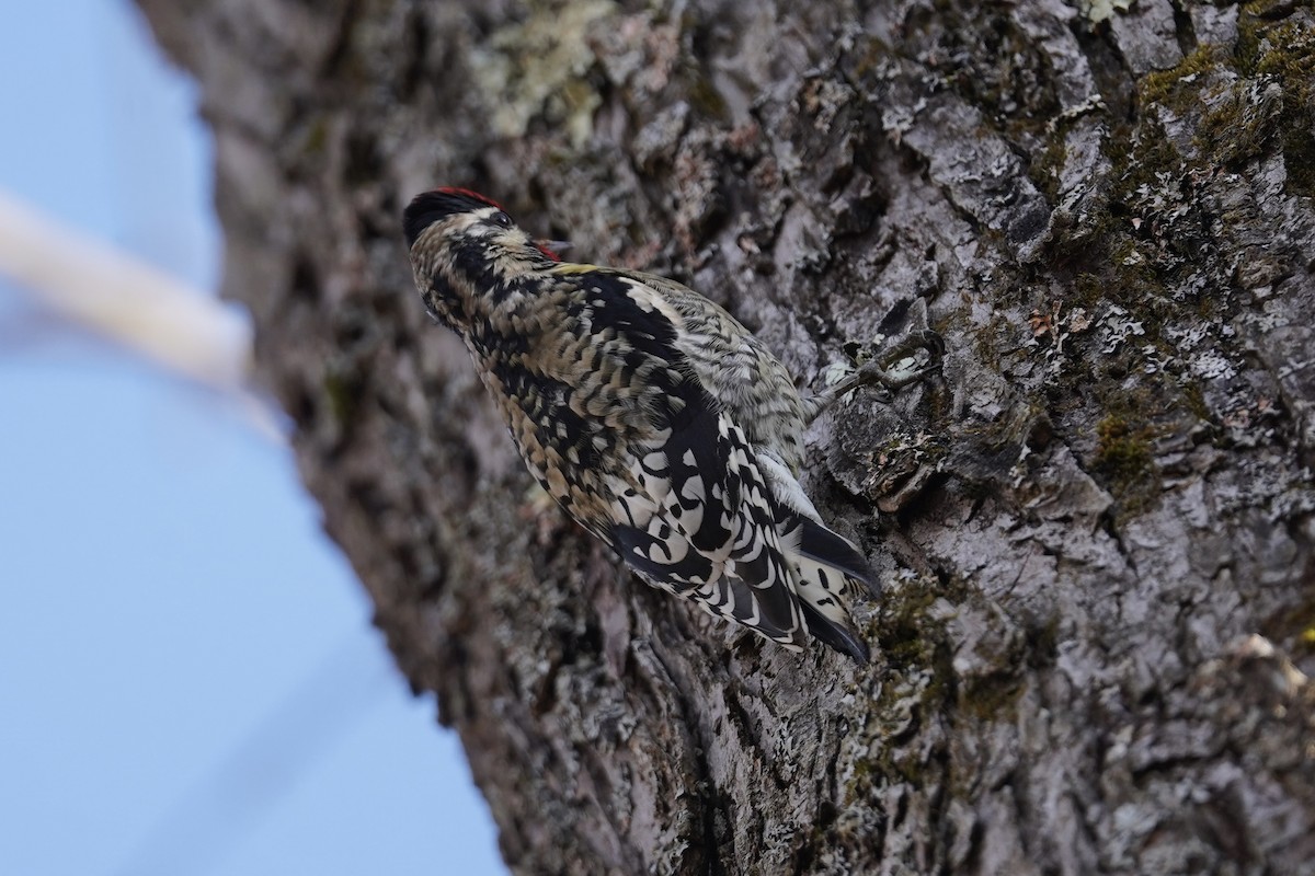 Yellow-bellied Sapsucker - ML646151391