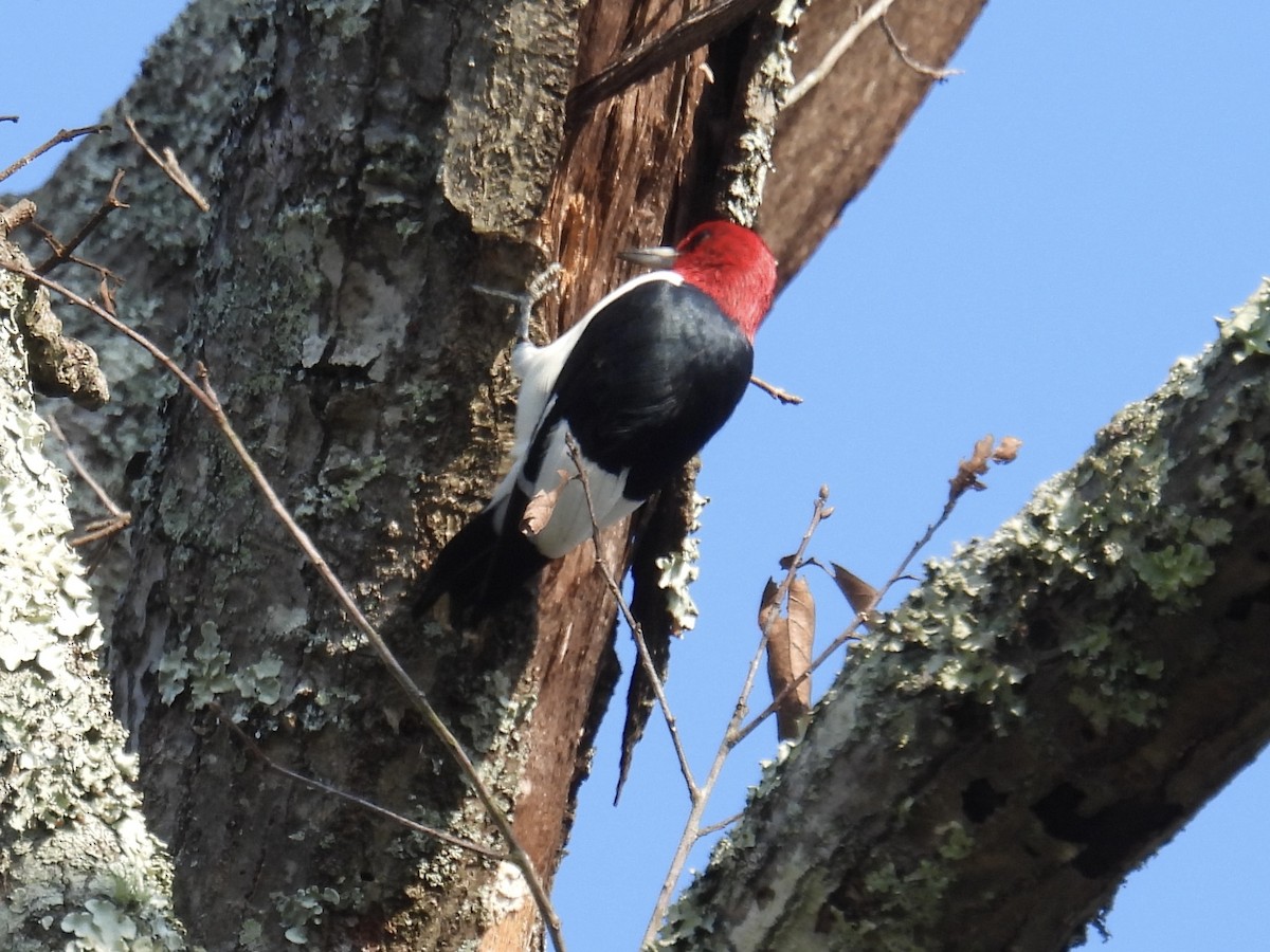 Red-headed Woodpecker - ML646151393