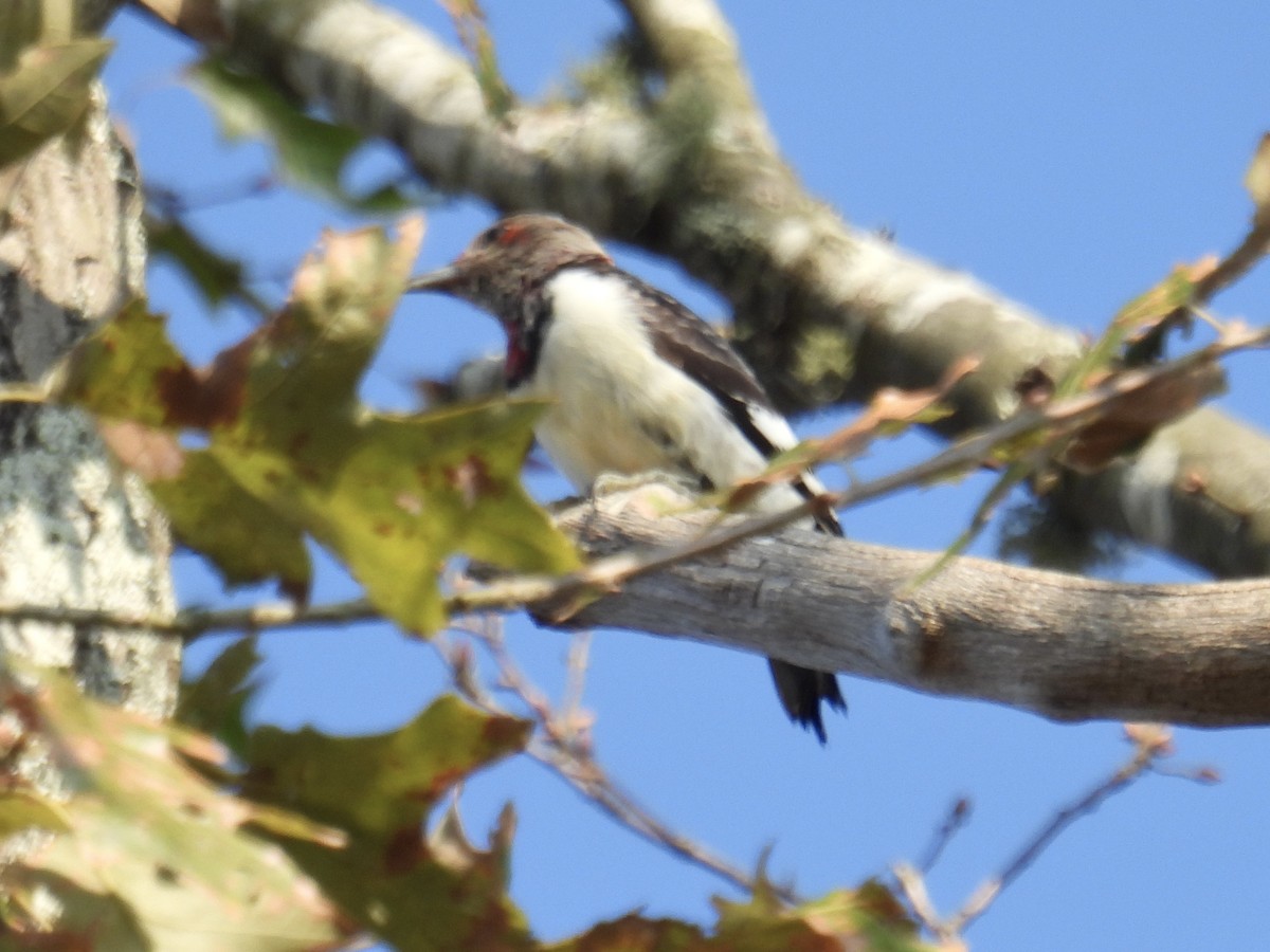 Red-headed Woodpecker - ML646151394