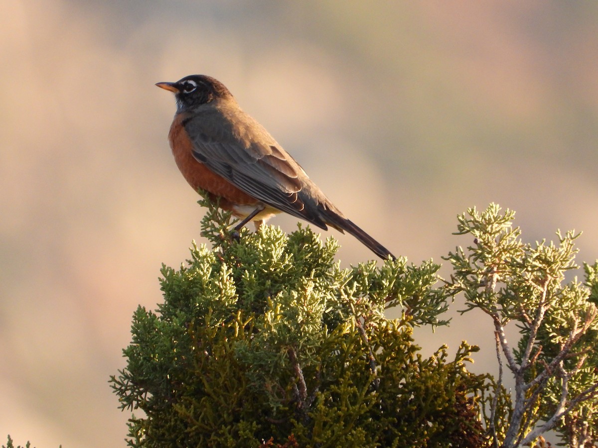 drozd stěhovavý - ML646151395