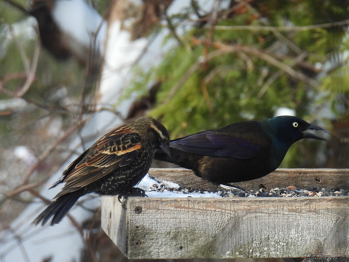 Zanate Común - ML646151396