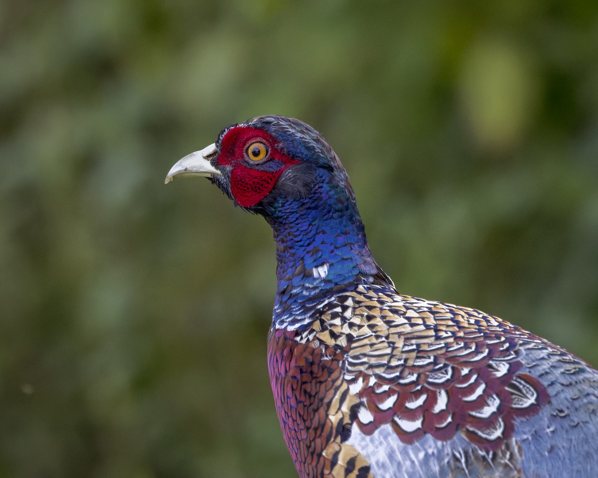 Sülün - ML646151397