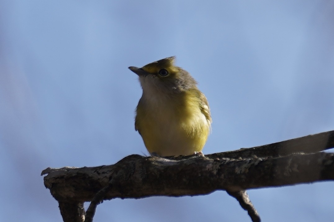 White-eyed Vireo - ML646151403