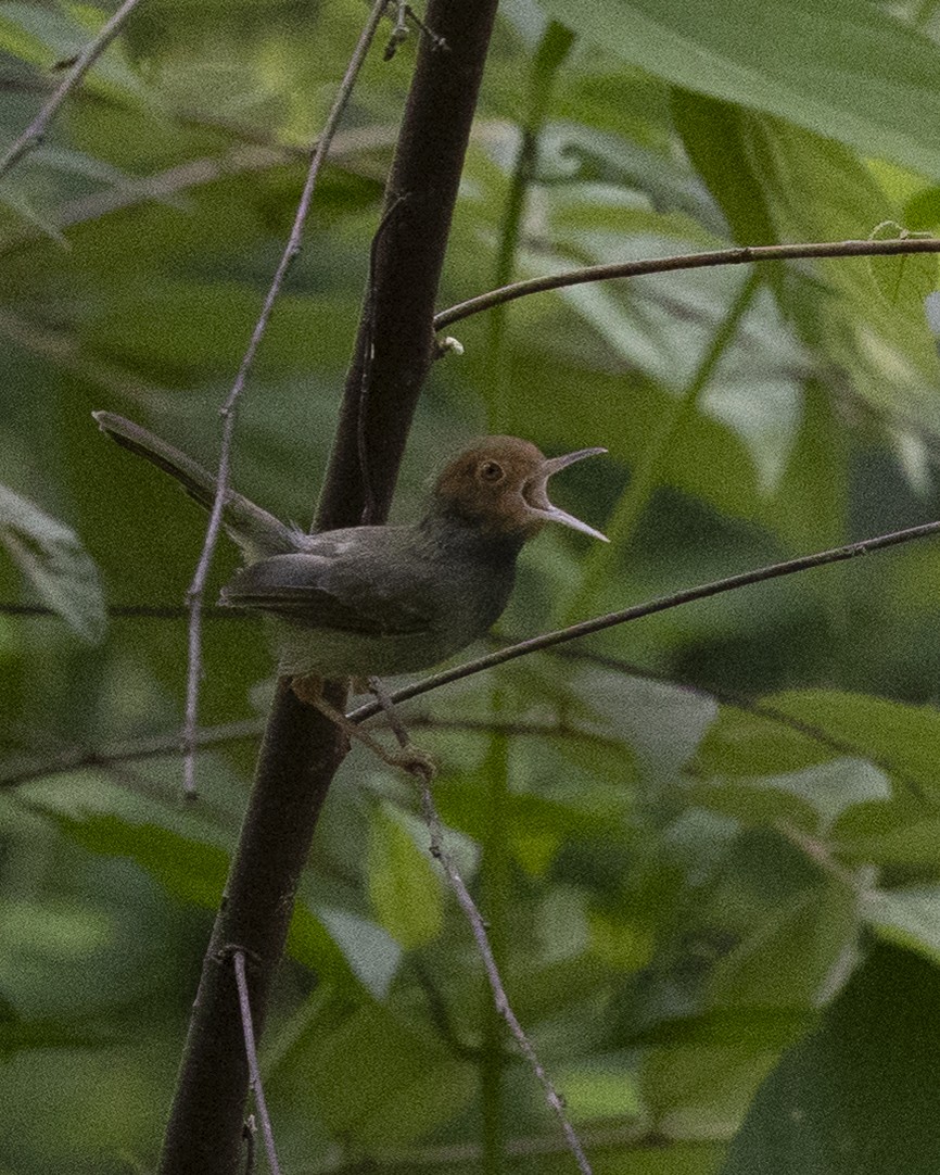 Zeytin Sırtlı Terzikuşu - ML646151405