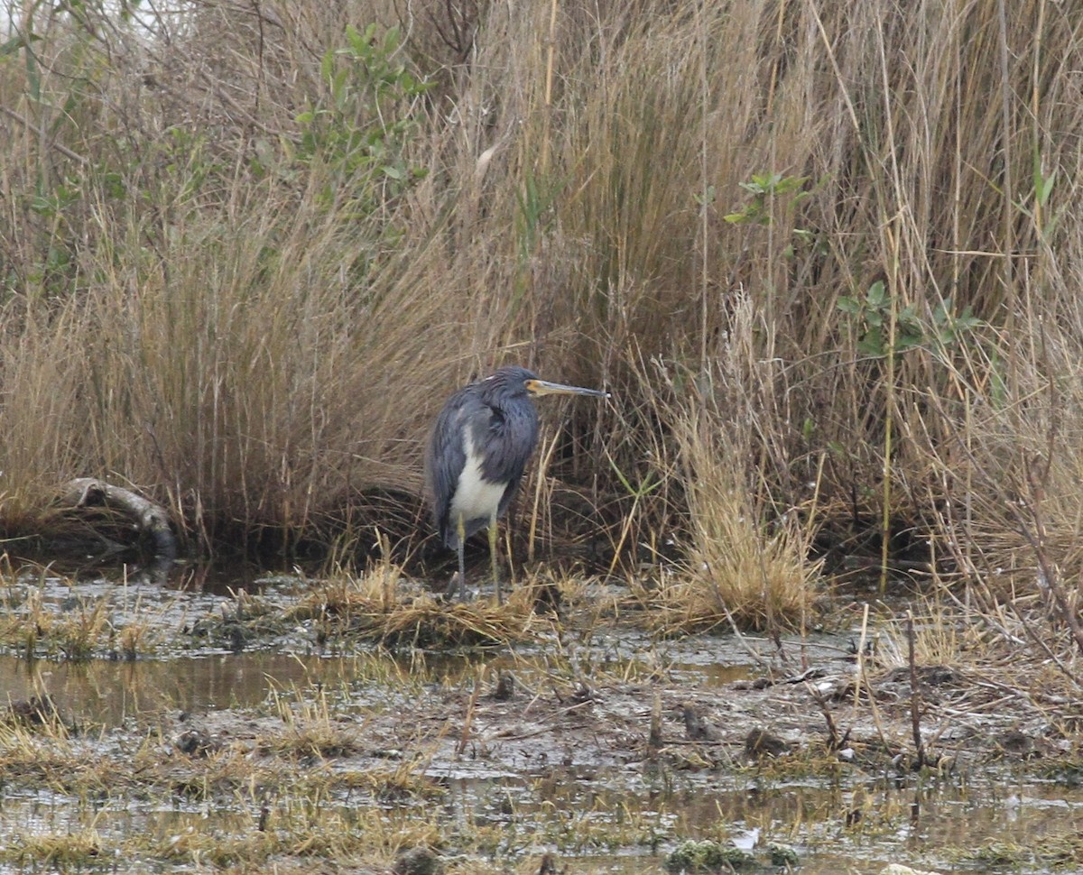 Tricolored Heron - ML646151406