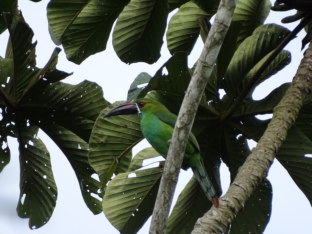 Crimson-rumped Toucanet - ML646151411