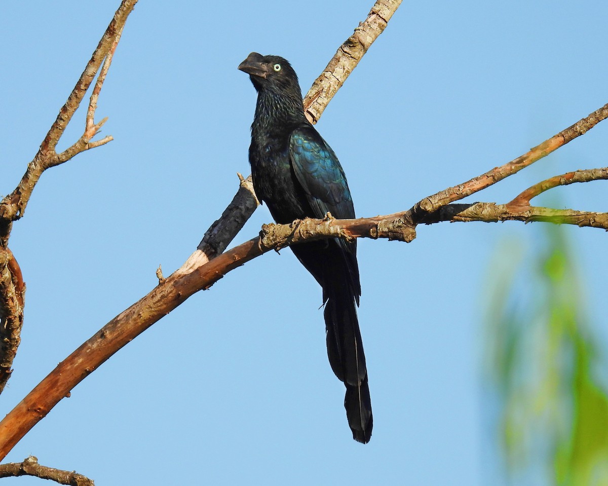 Greater Ani - ML646151412