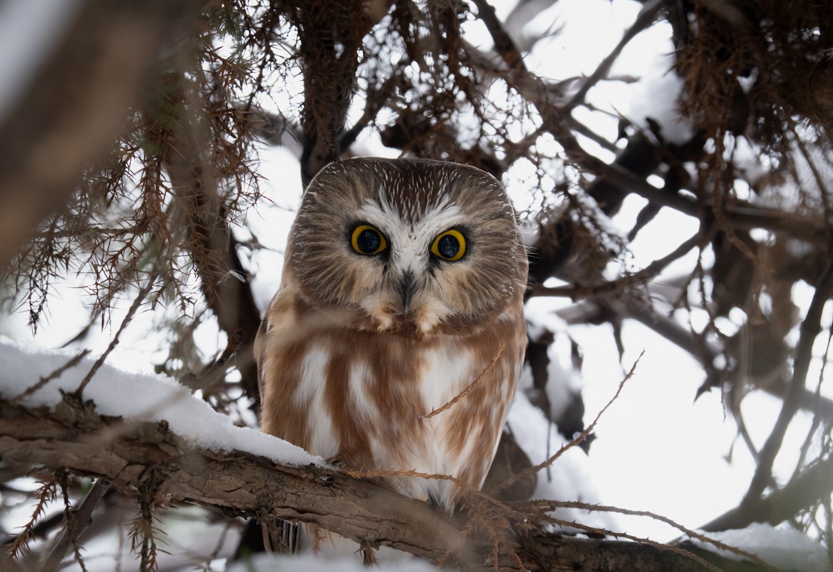 Northern Saw-whet Owl - ML646151413