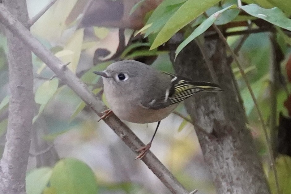 Ruby-crowned Kinglet - ML646151422
