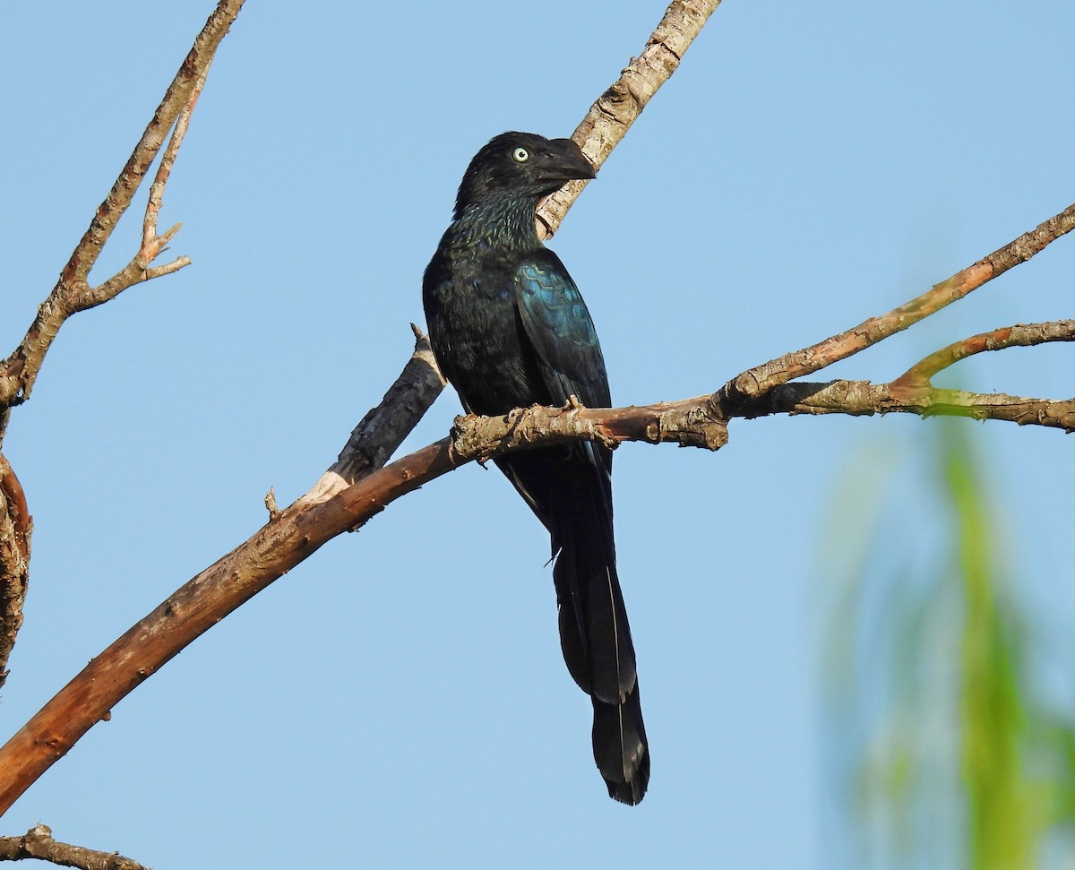 Greater Ani - ML646151427