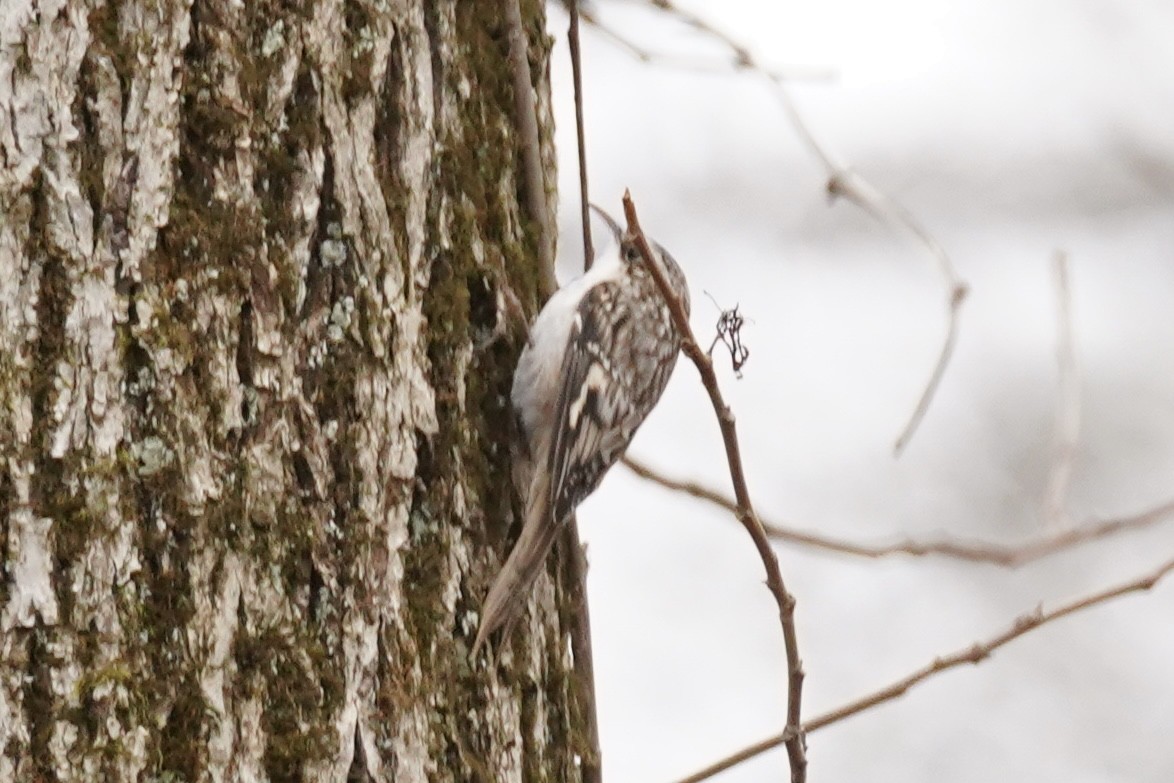 Brown Creeper - ML646151429
