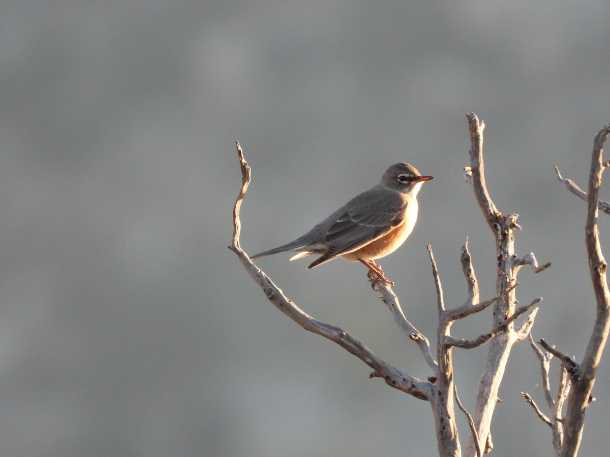 drozd stěhovavý - ML646151430