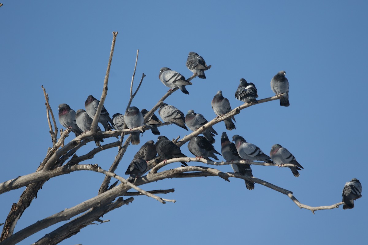 Paloma Bravía (variedad doméstica) - ML646151431