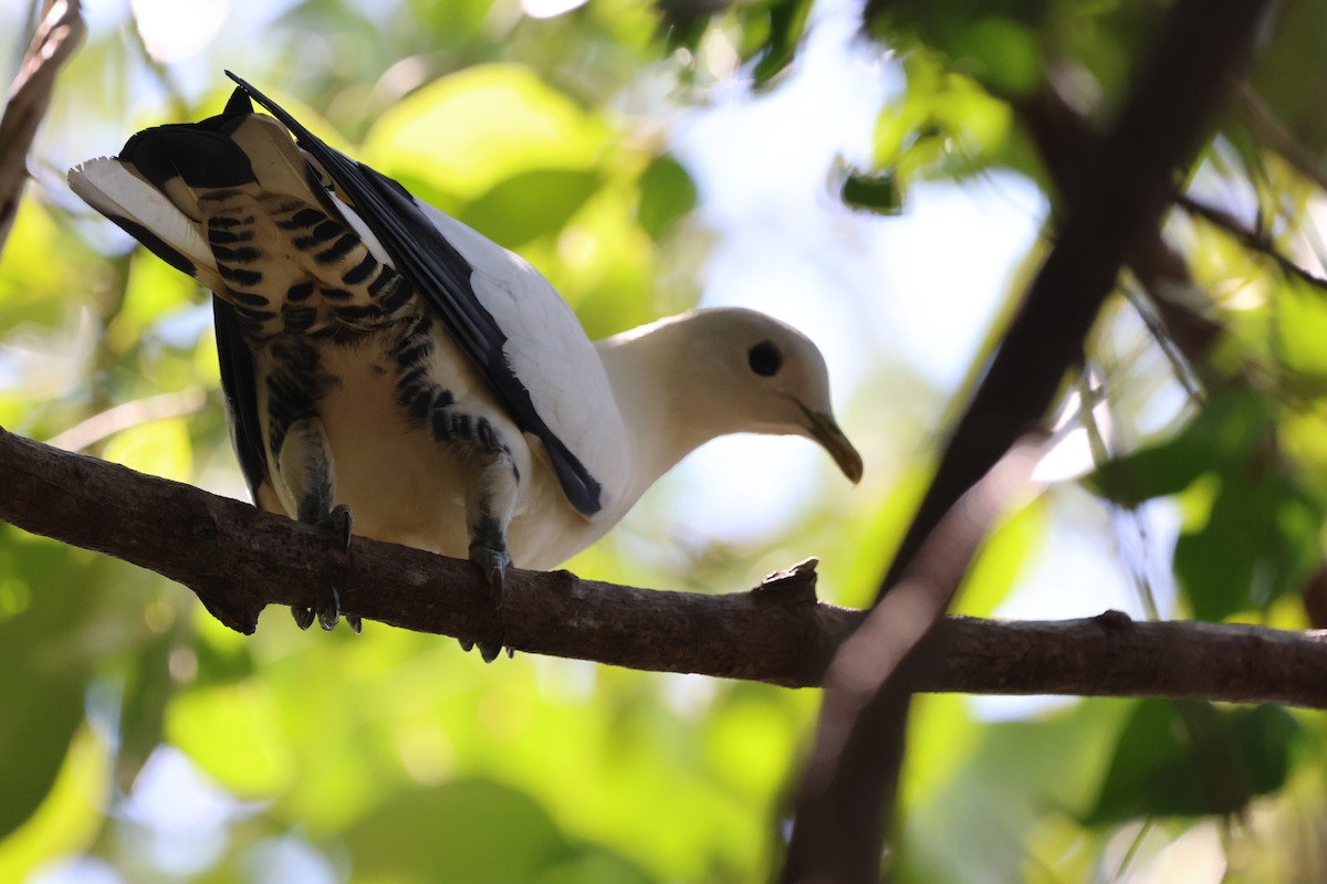 holub pobřežní - ML646151432