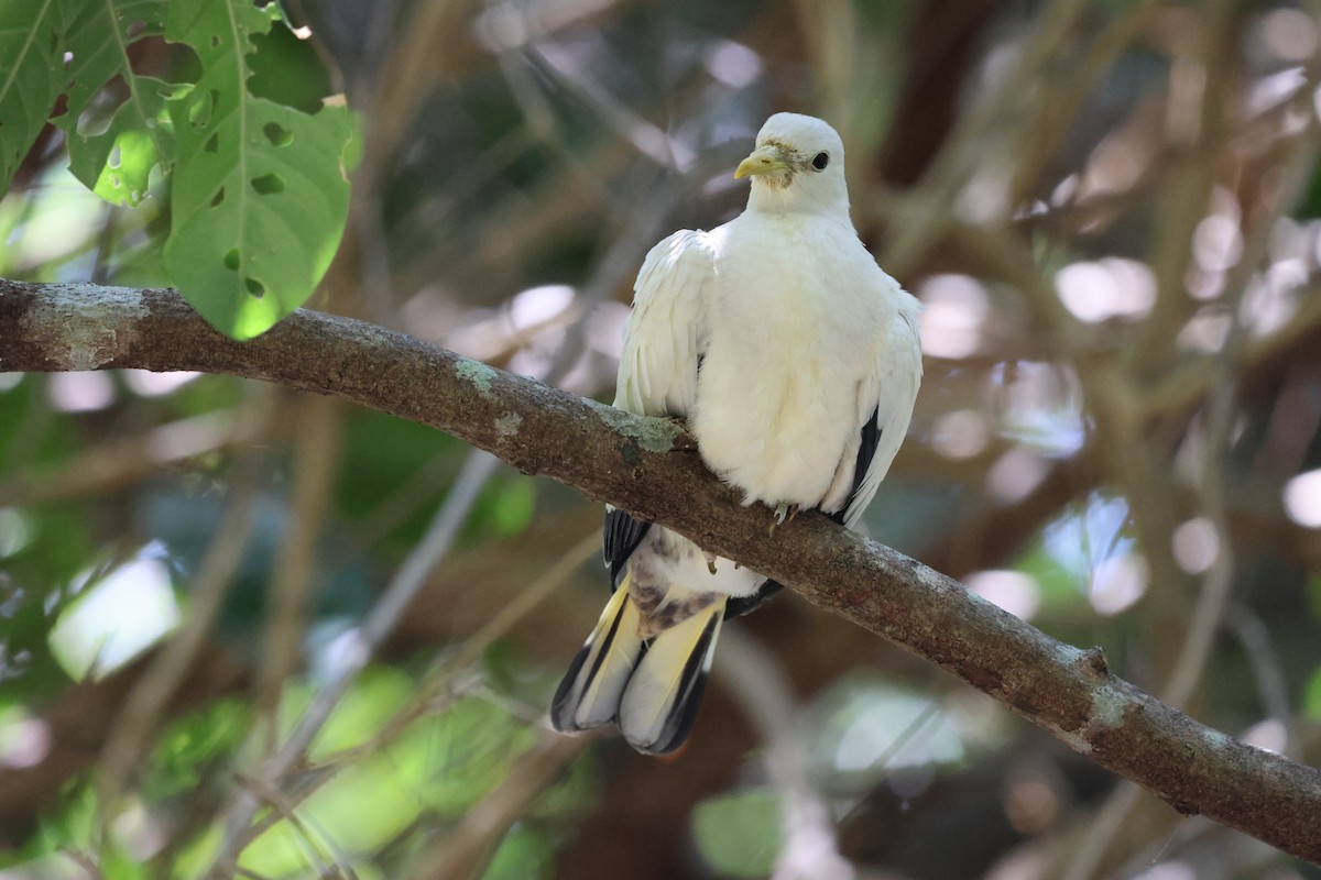 holub pobřežní - ML646151433