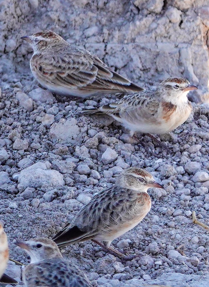 アフリカヒメコウテンシ - ML646151434