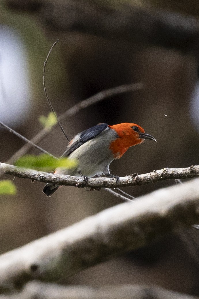 Al Başlı Öksekuşu - ML646151437