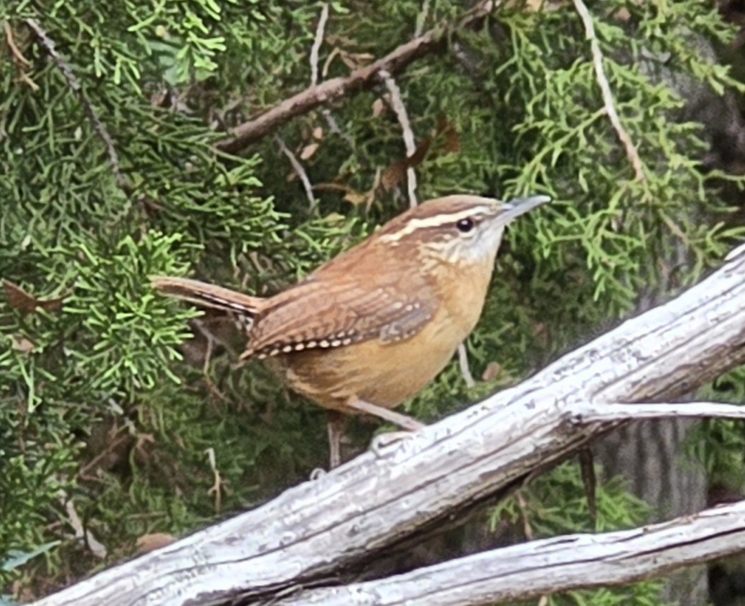 Carolina Wren - ML646151441