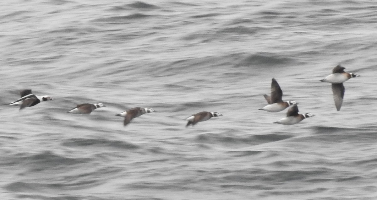 Long-tailed Duck - ML646151450