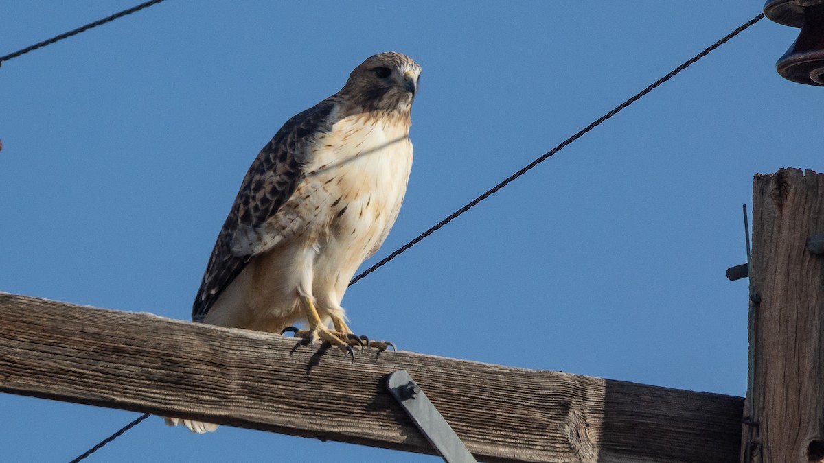 Red-tailed Hawk - ML646151451
