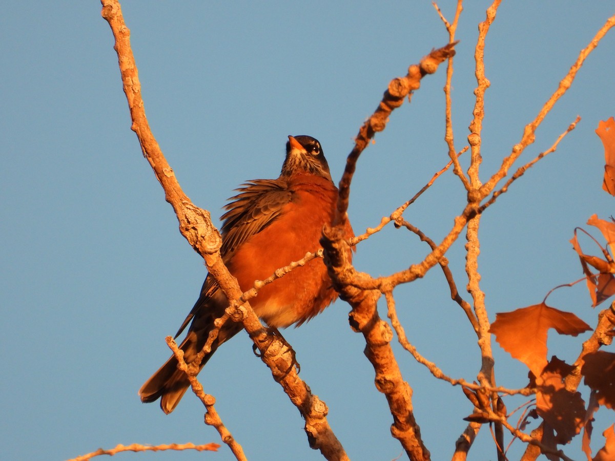 drozd stěhovavý - ML646151452