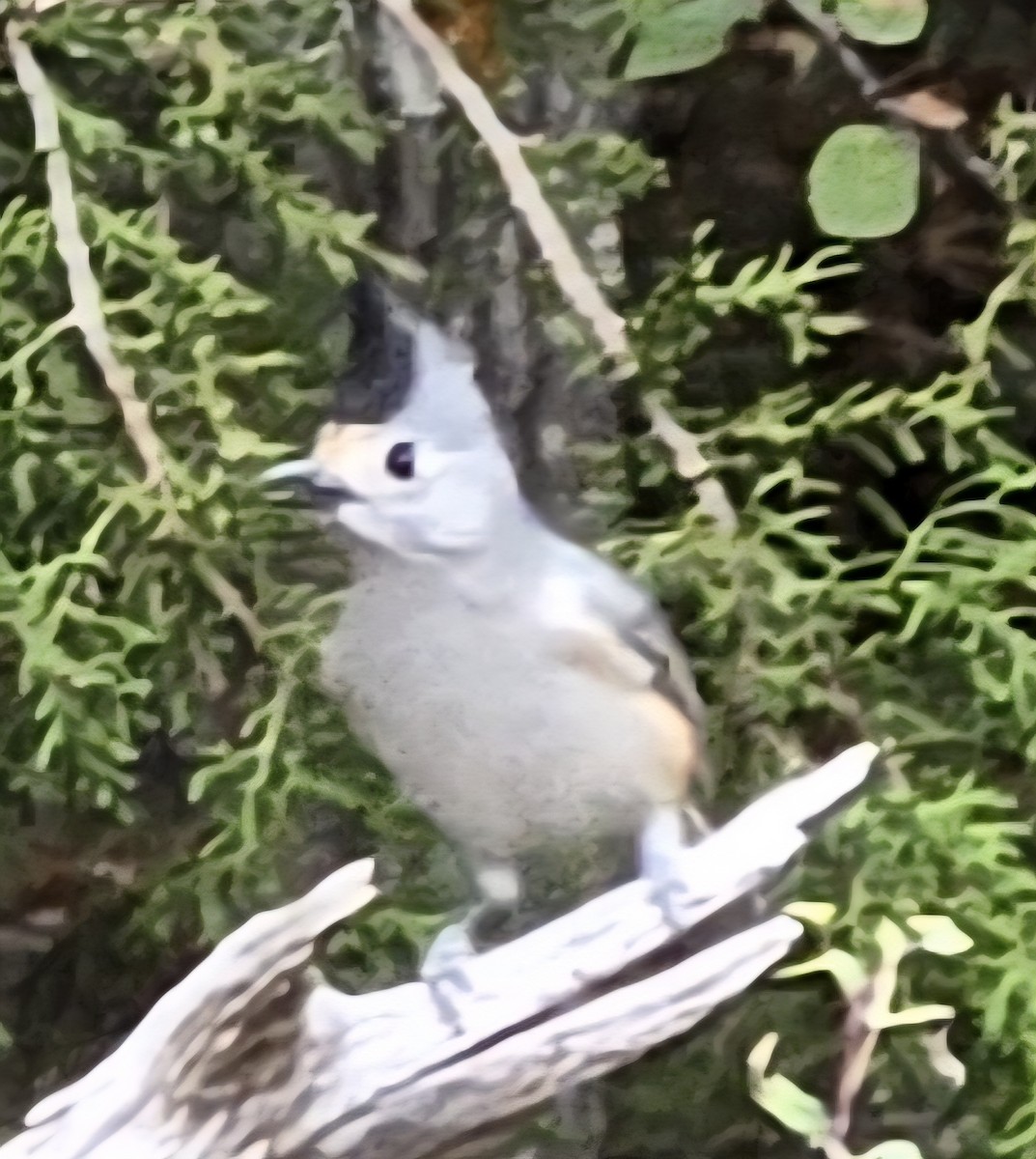 Black-crested Titmouse - ML646151459