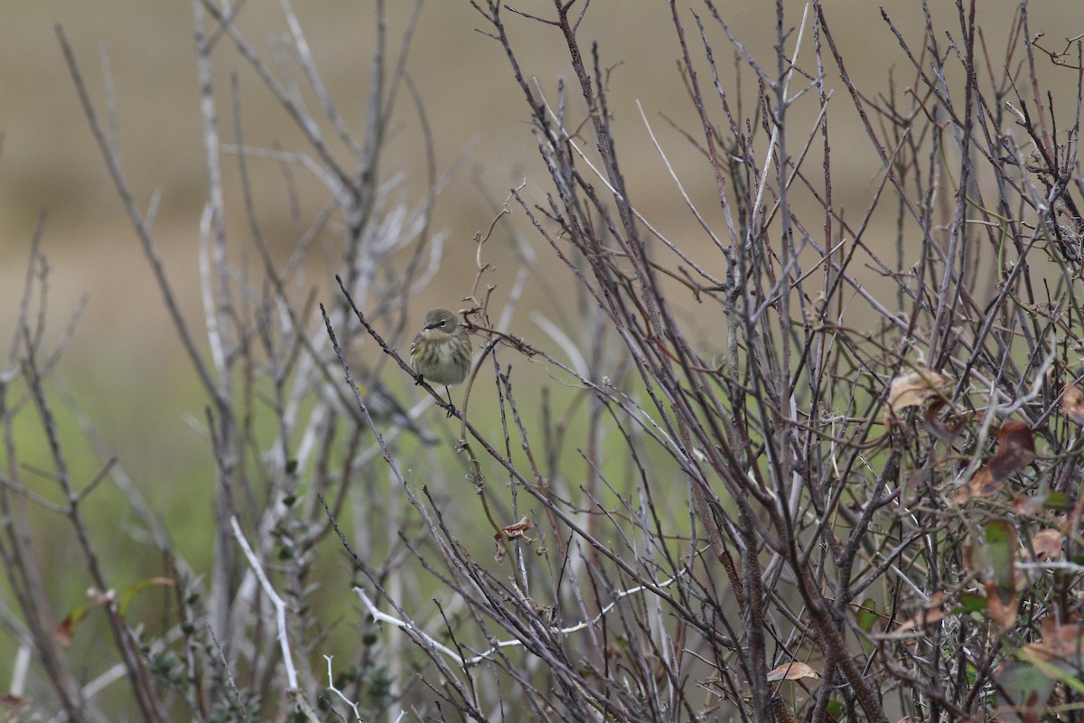 Yellow-rumped Warbler - ML646151461