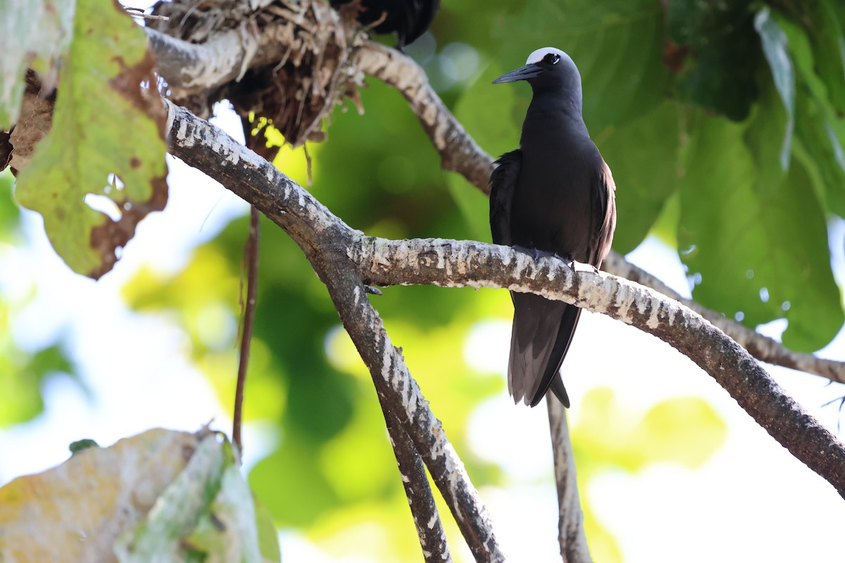 Black Noddy - ML646151463