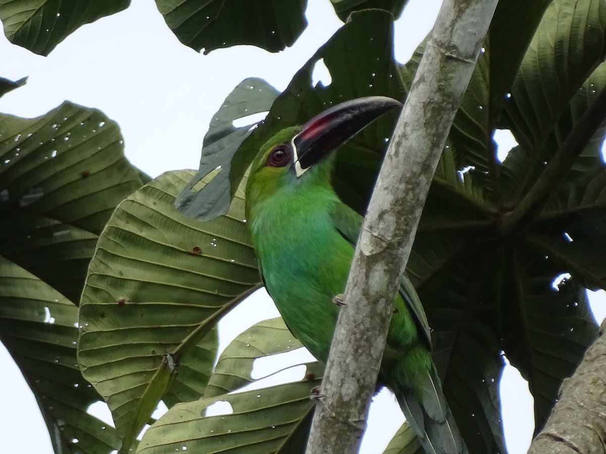 Crimson-rumped Toucanet - ML646151464