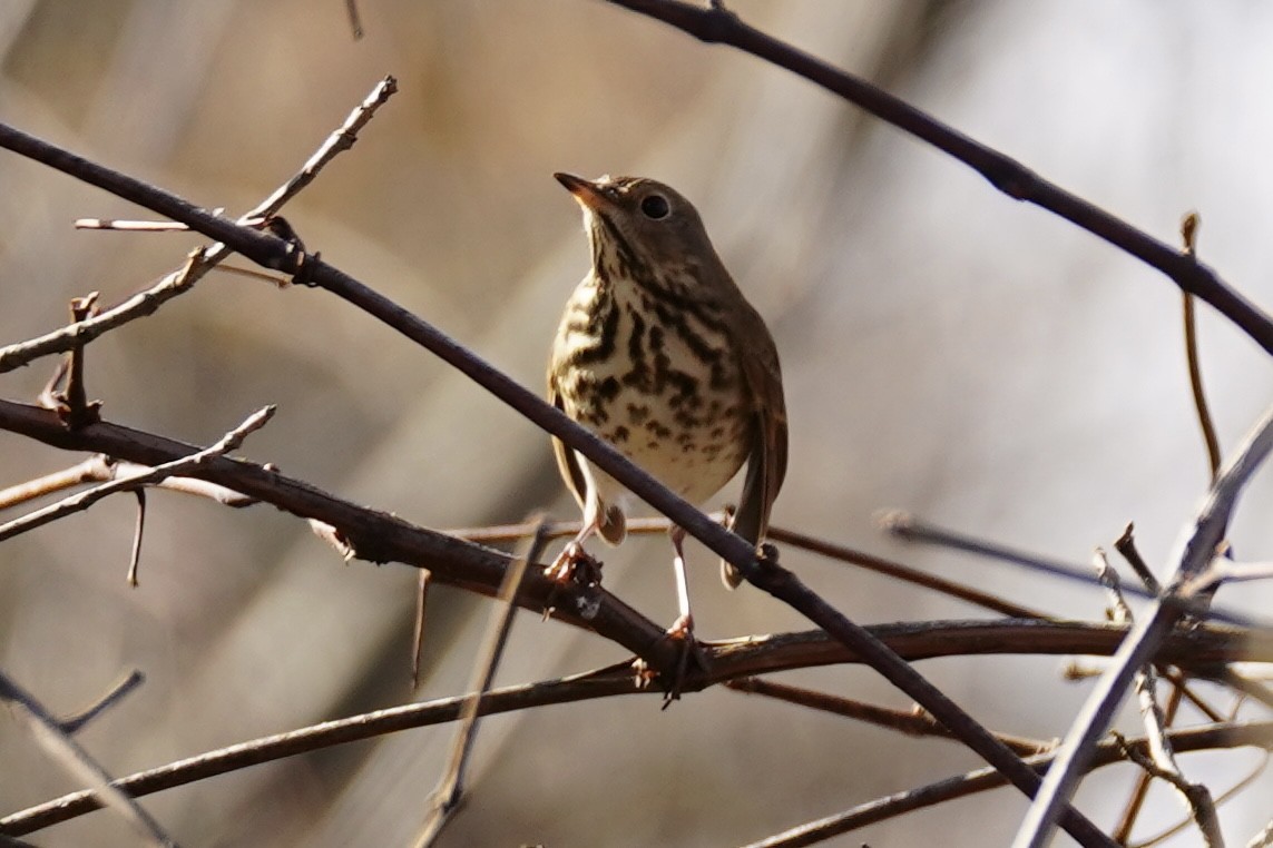 Hermit Thrush - ML646151466