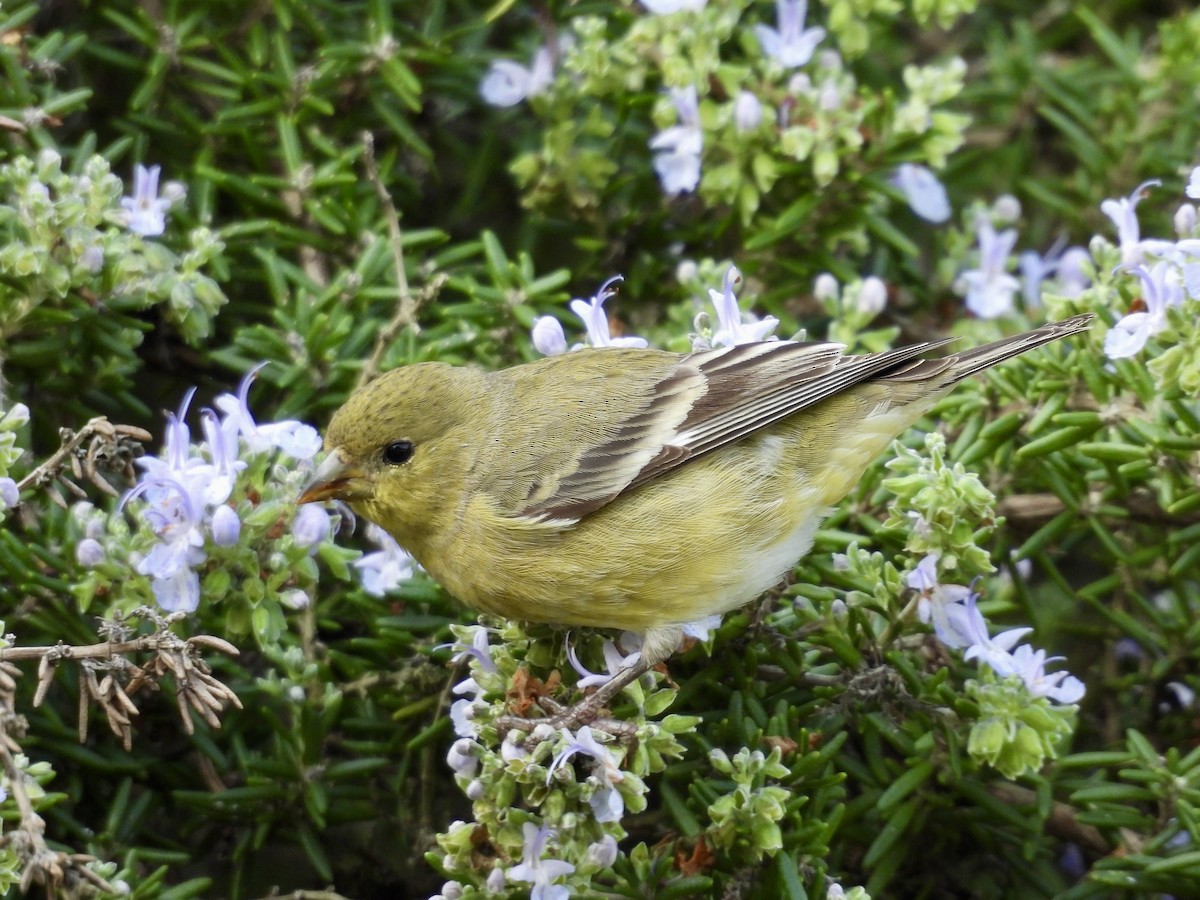 Lesser Goldfinch - ML646151467