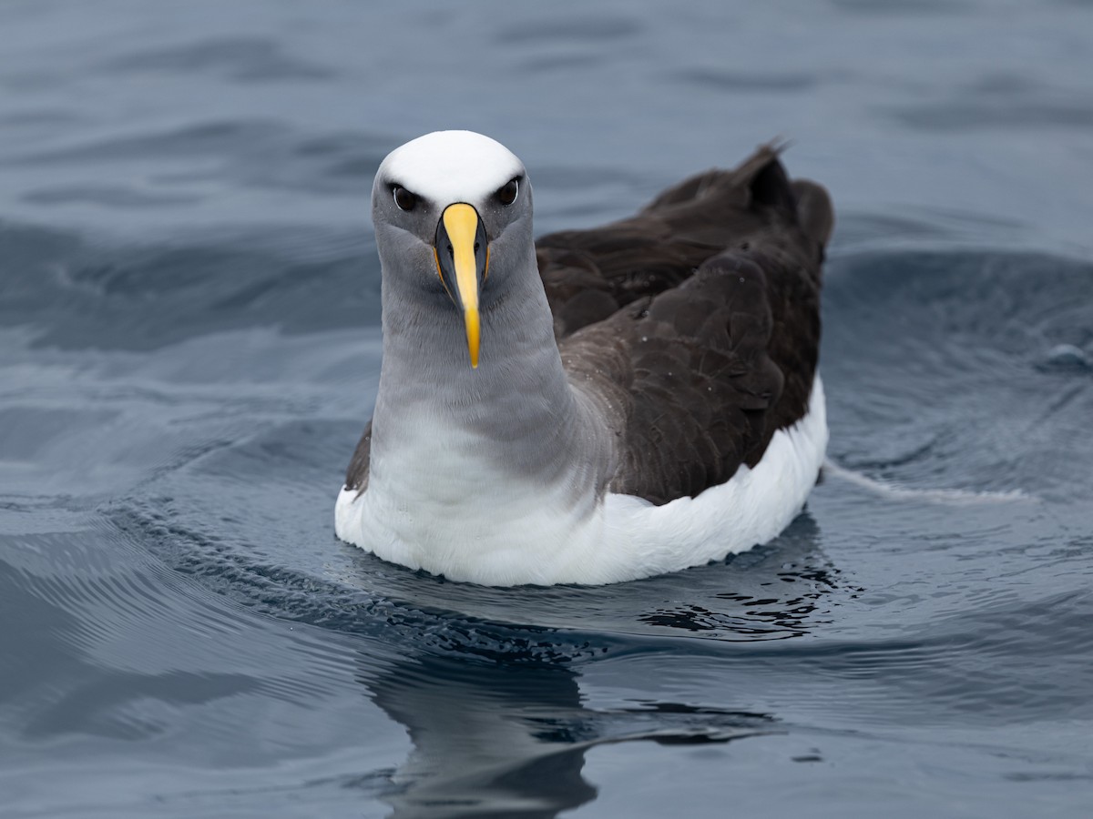 Buller's Albatross - ML646151468