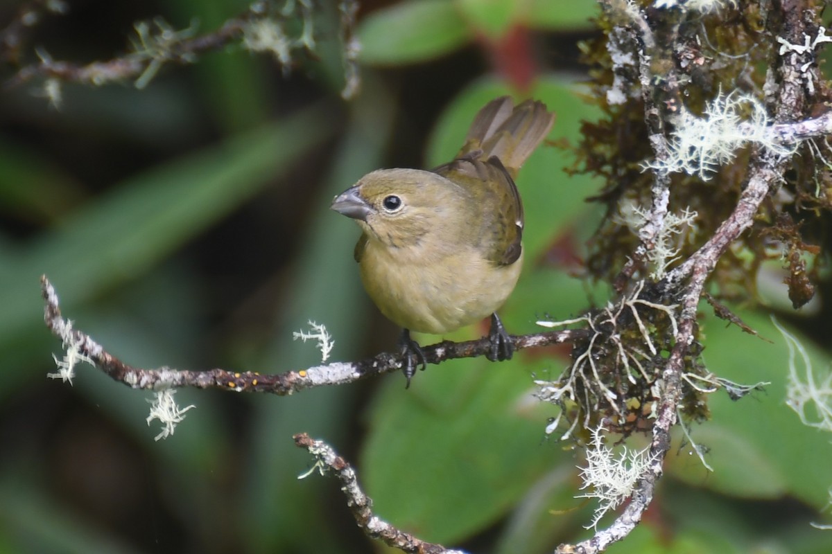 Chestnut-bellied Seed-Finch - ML646151474