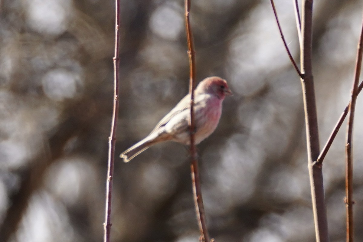 House Finch - ML646151475