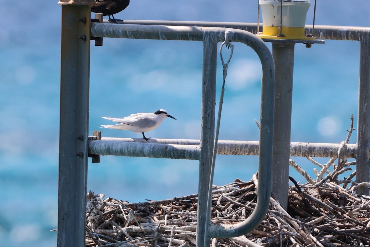 Black-naped Tern - ML646151479