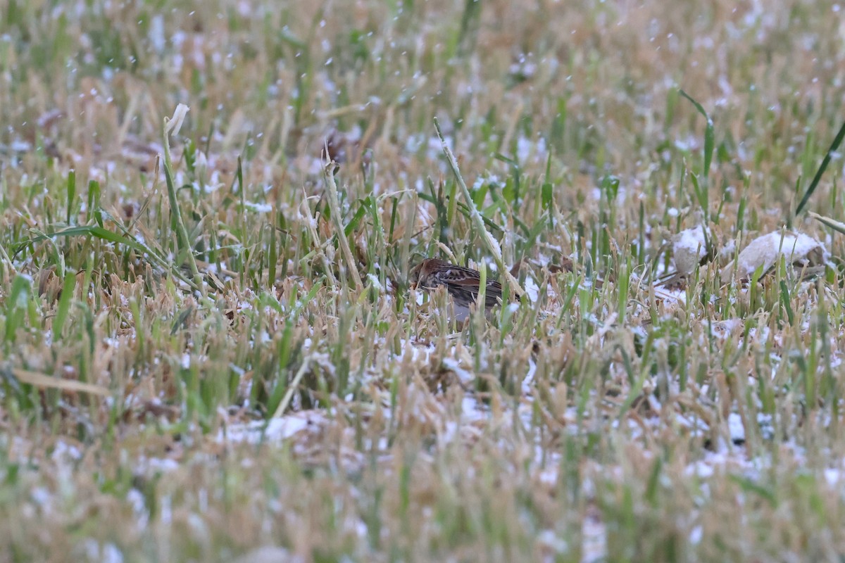 Spornammer - ML646151480