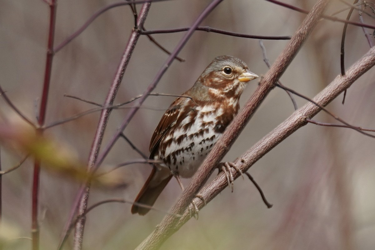 Fox Sparrow - ML646151482