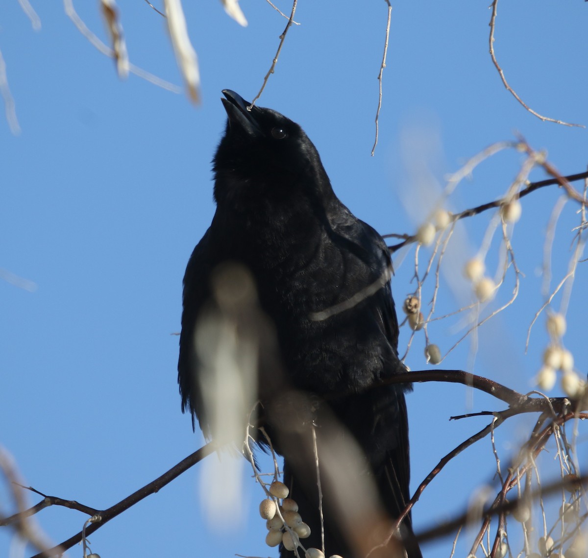 American Crow - ML646151483