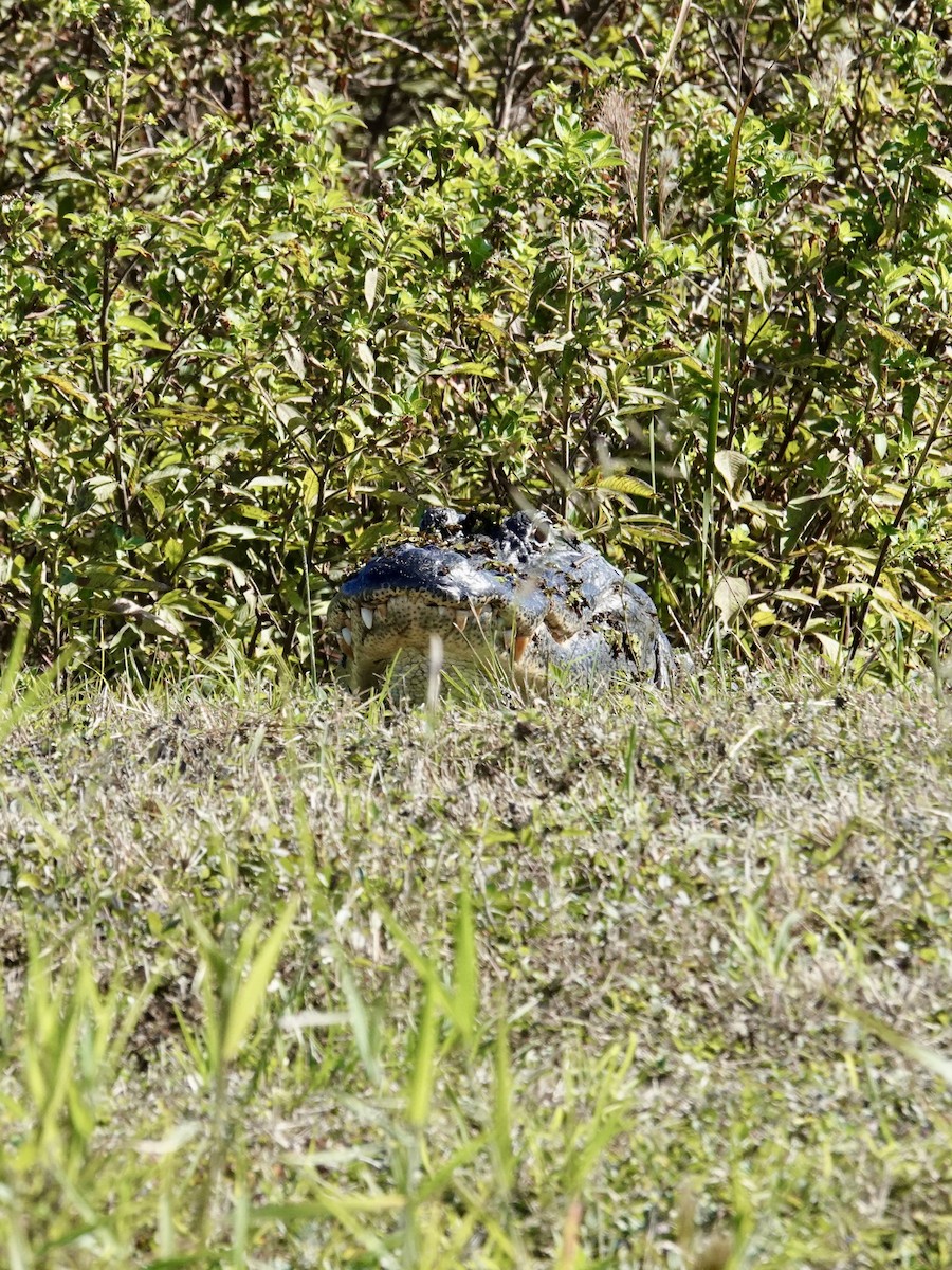 American Alligator - ML646151485