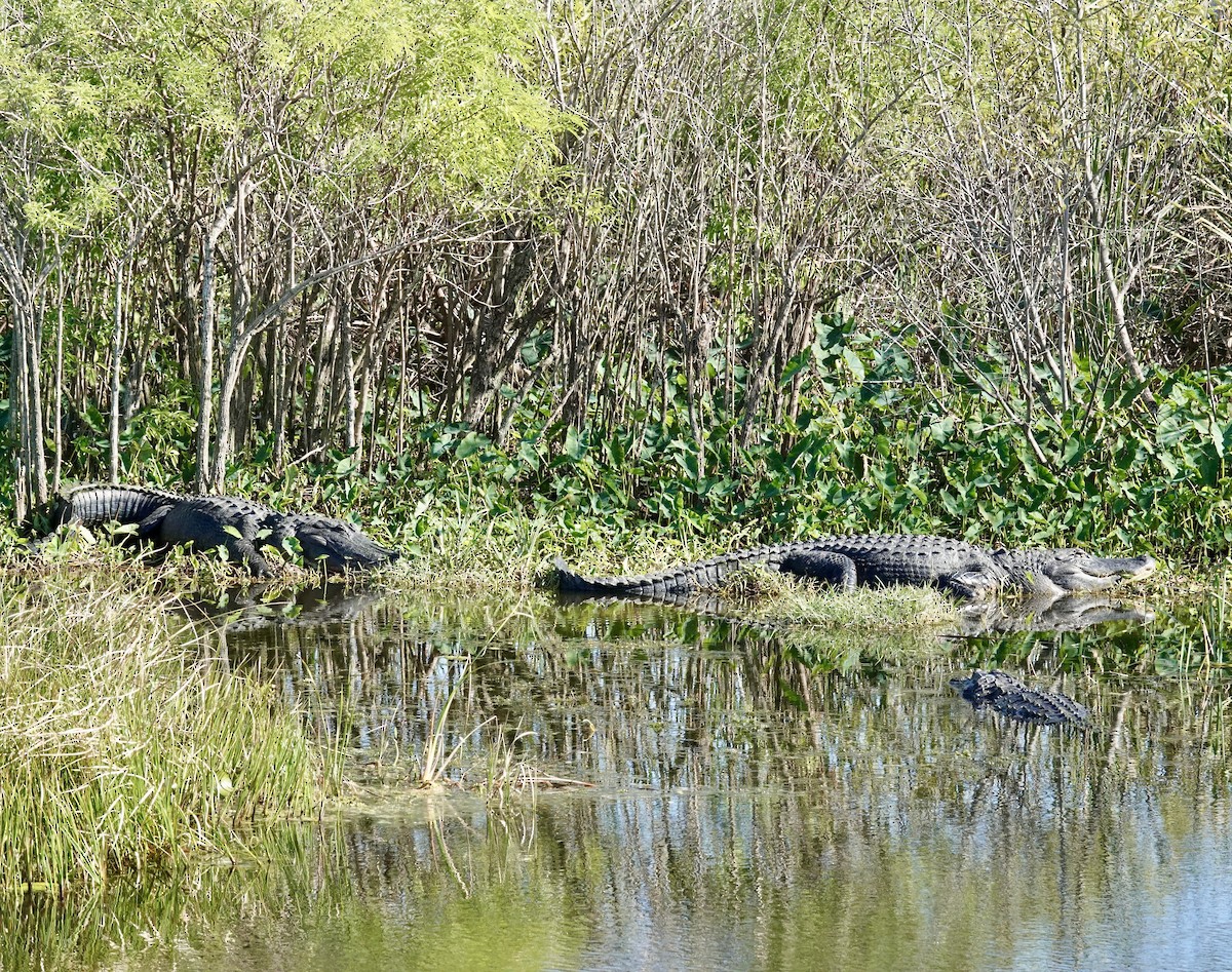 American Alligator - ML646151487