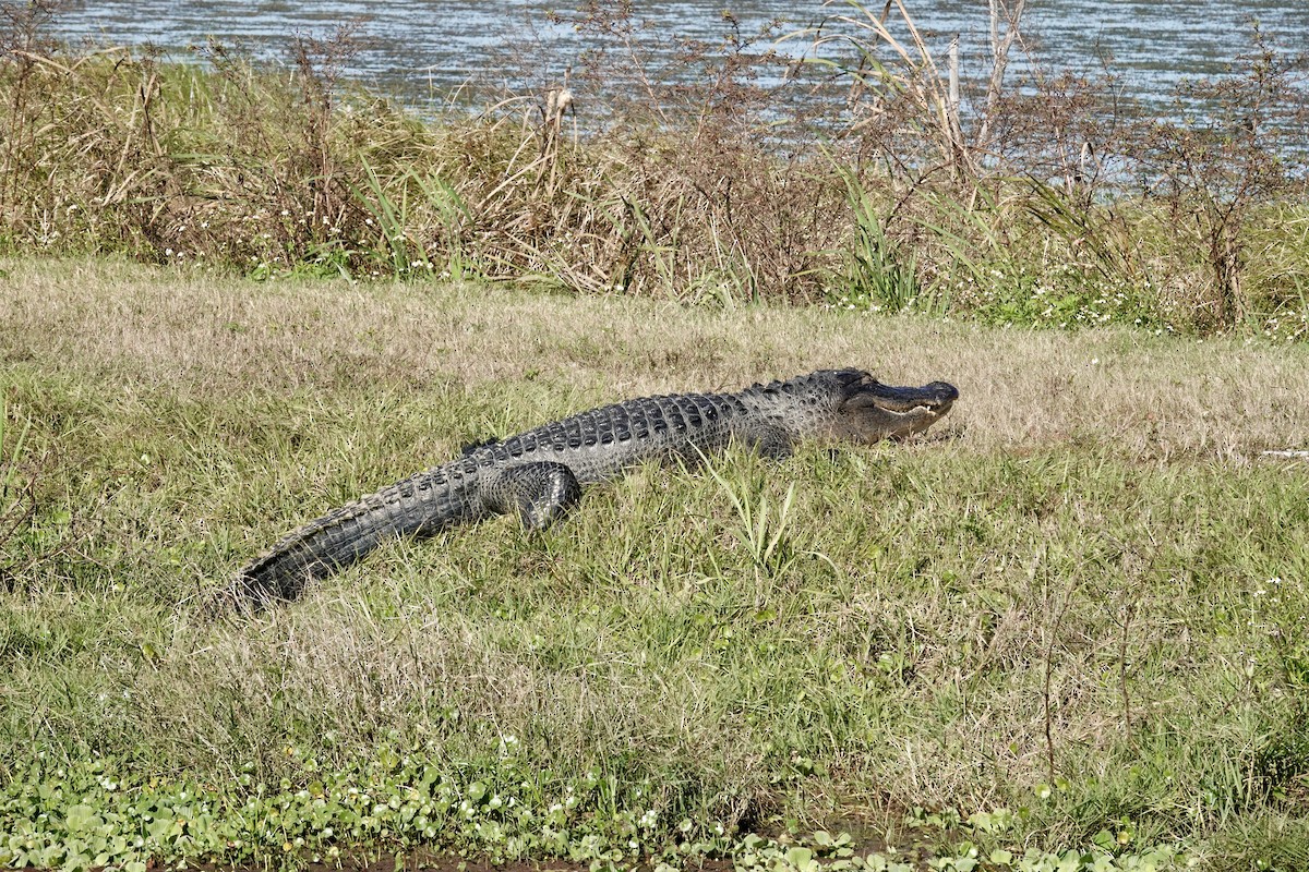 American Alligator - ML646151489