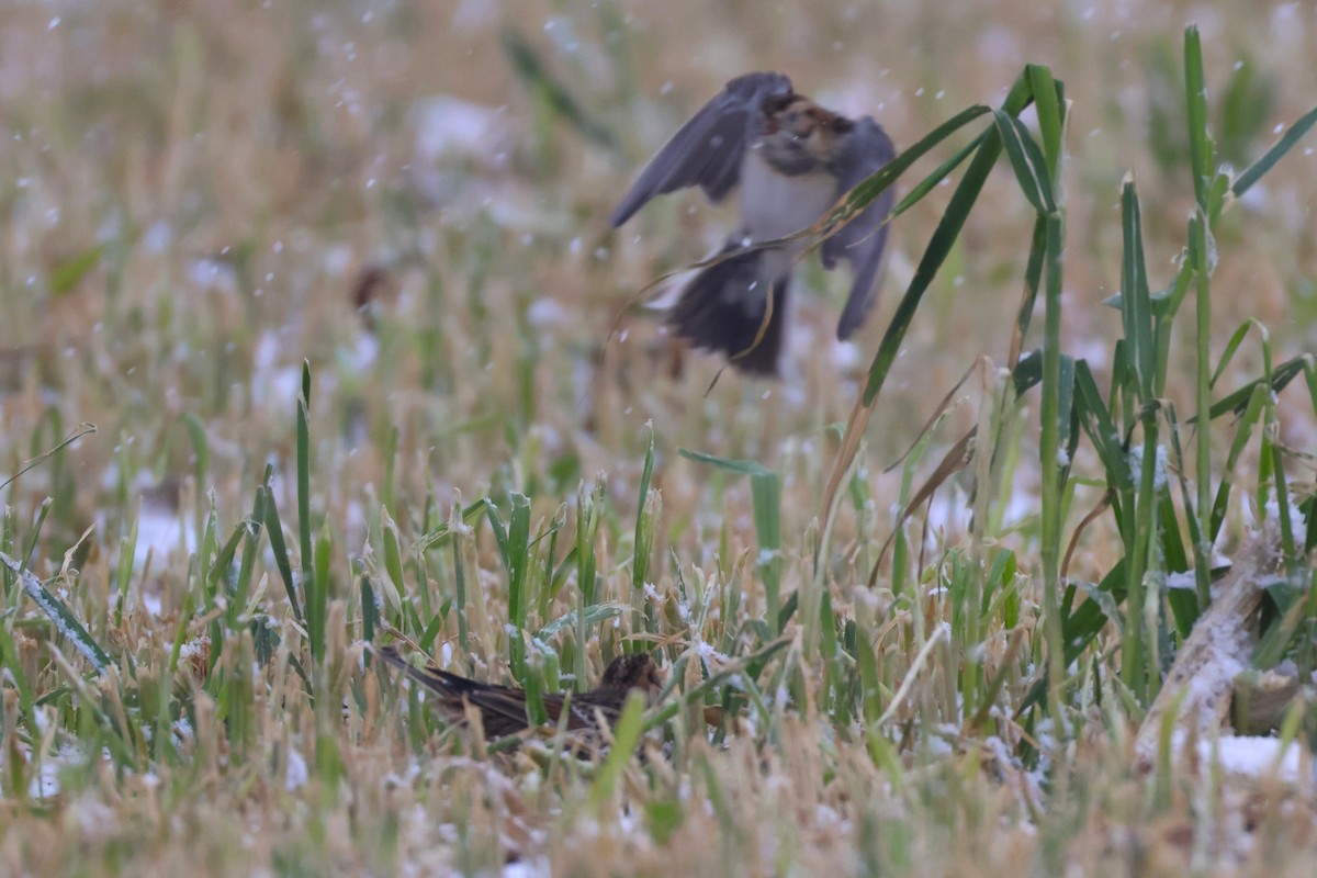 Spornammer - ML646151491