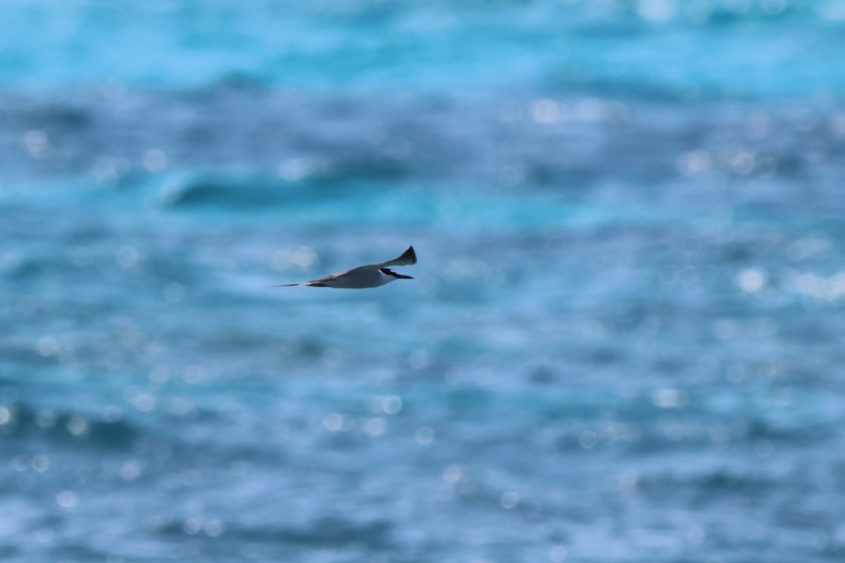 Bridled Tern - ML646151494