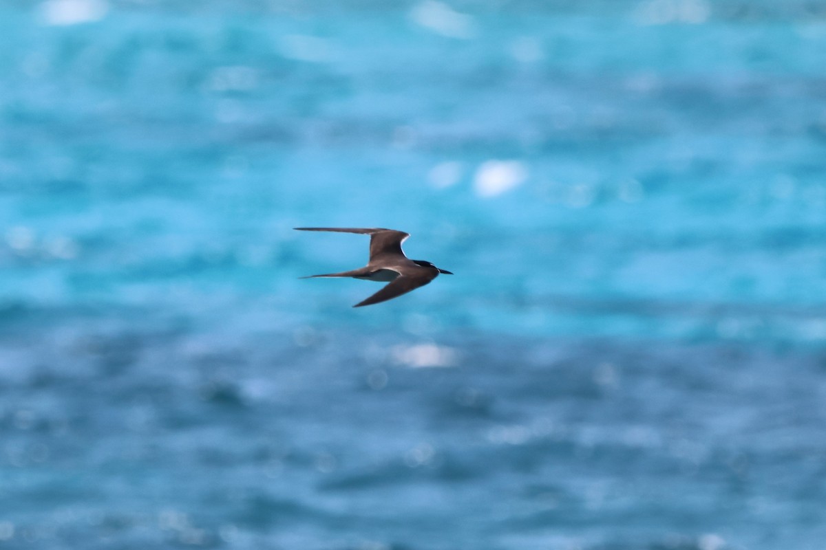 Bridled Tern - ML646151495